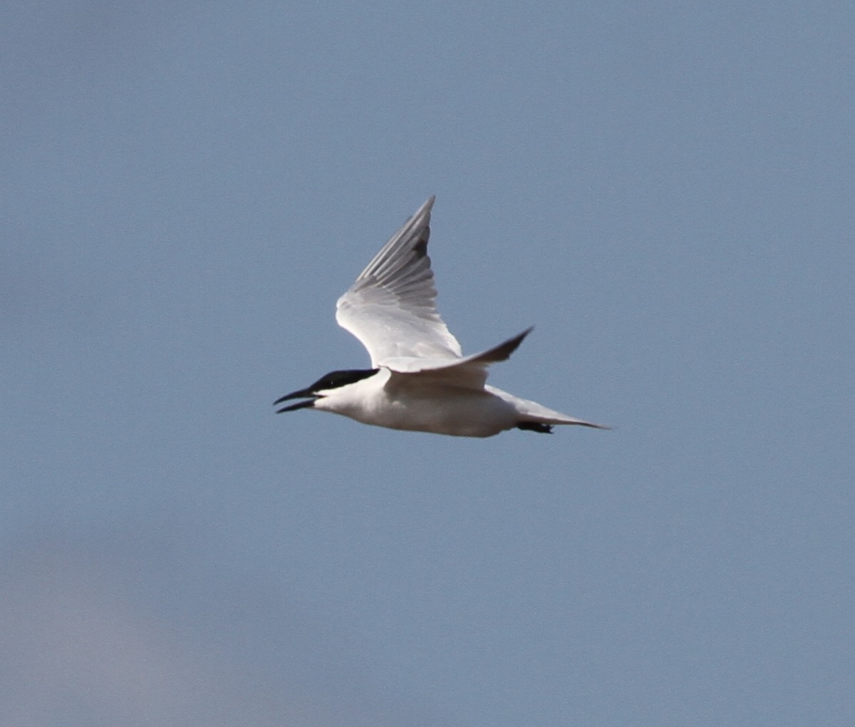 Gull-billed/Australian Tern - ML166584011