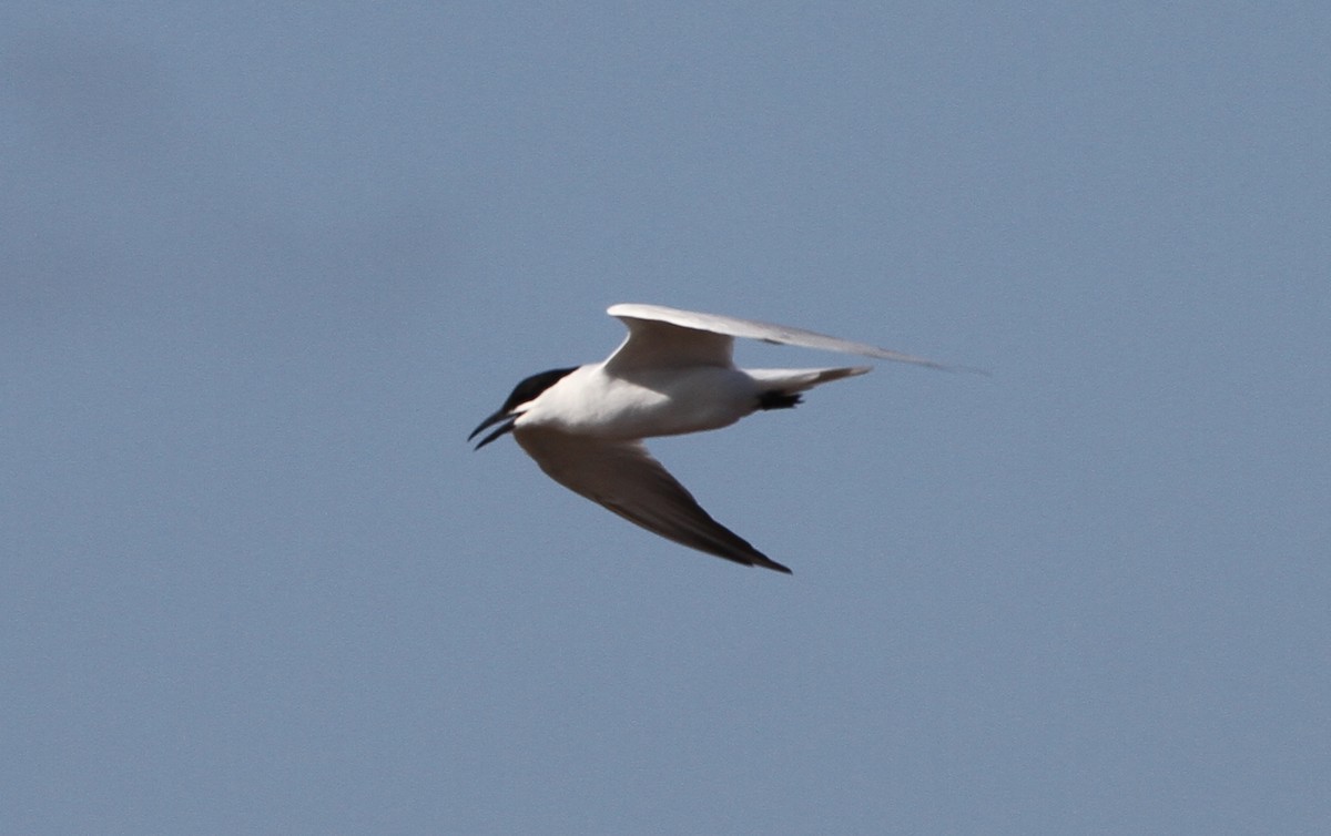 Gull-billed/Australian Tern - ML166584021
