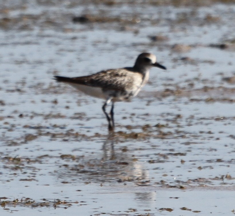 Буурал сүвээ цагаан - ML166584201