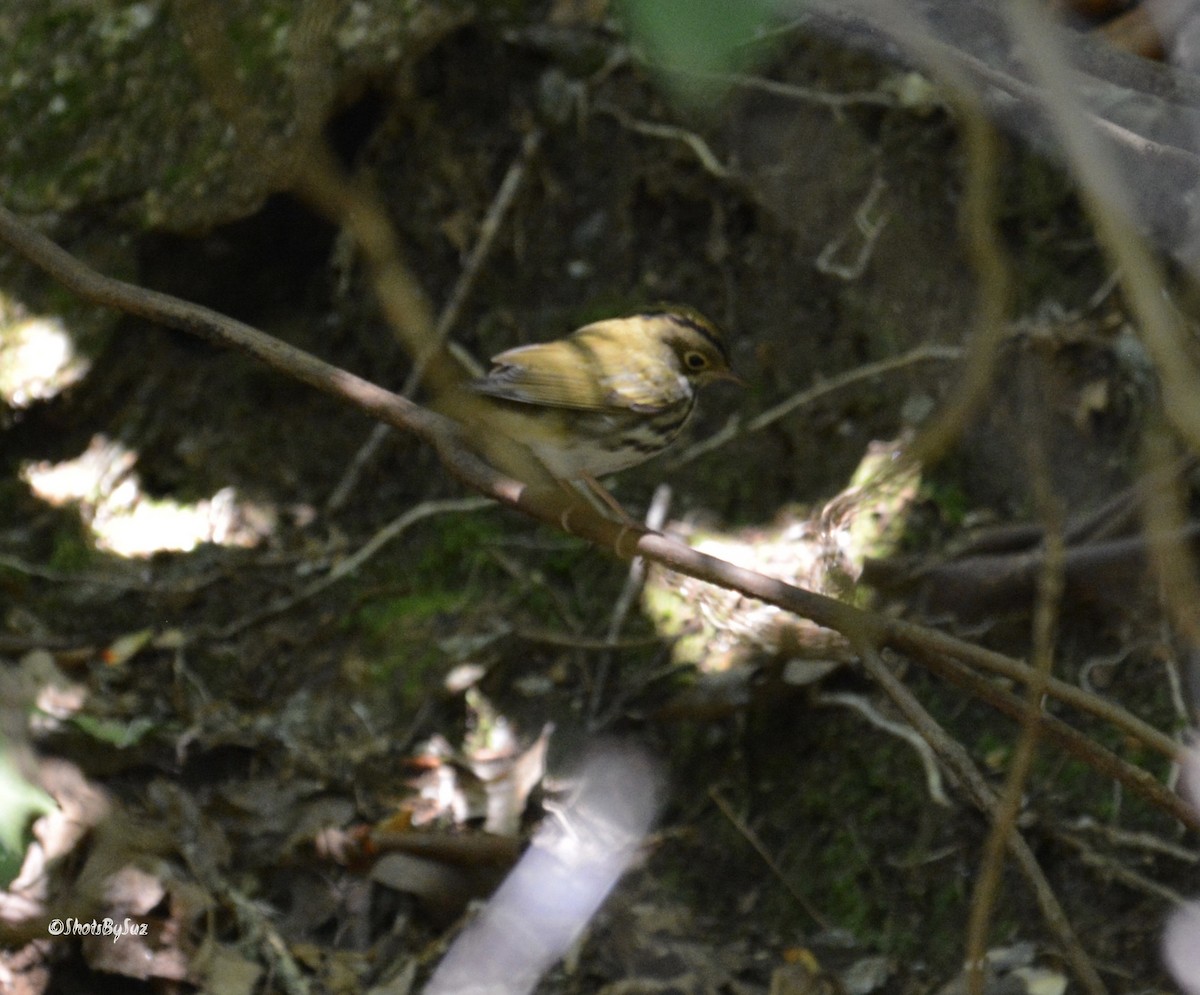 Ovenbird - ML166584351