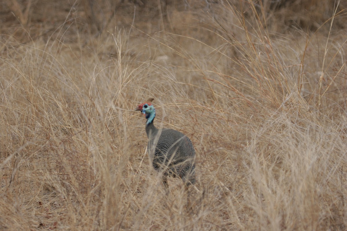 Helmeted Guineafowl - ML166584431