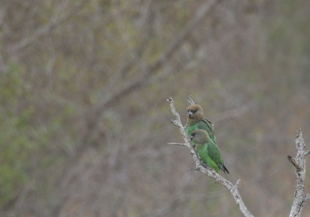 Brown-headed Parrot - ML166584661