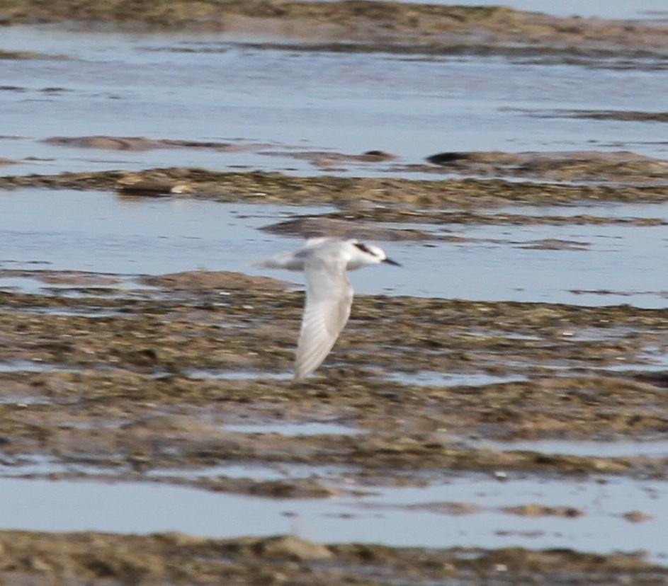 Common Tern - ML166584911