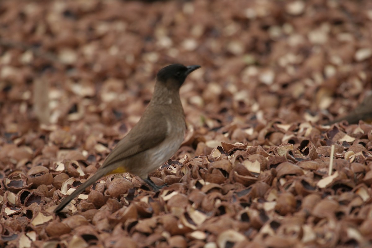 Common Bulbul - ML166585031