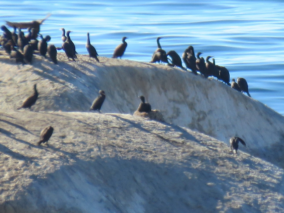 Cormoran des bancs - ML166585901