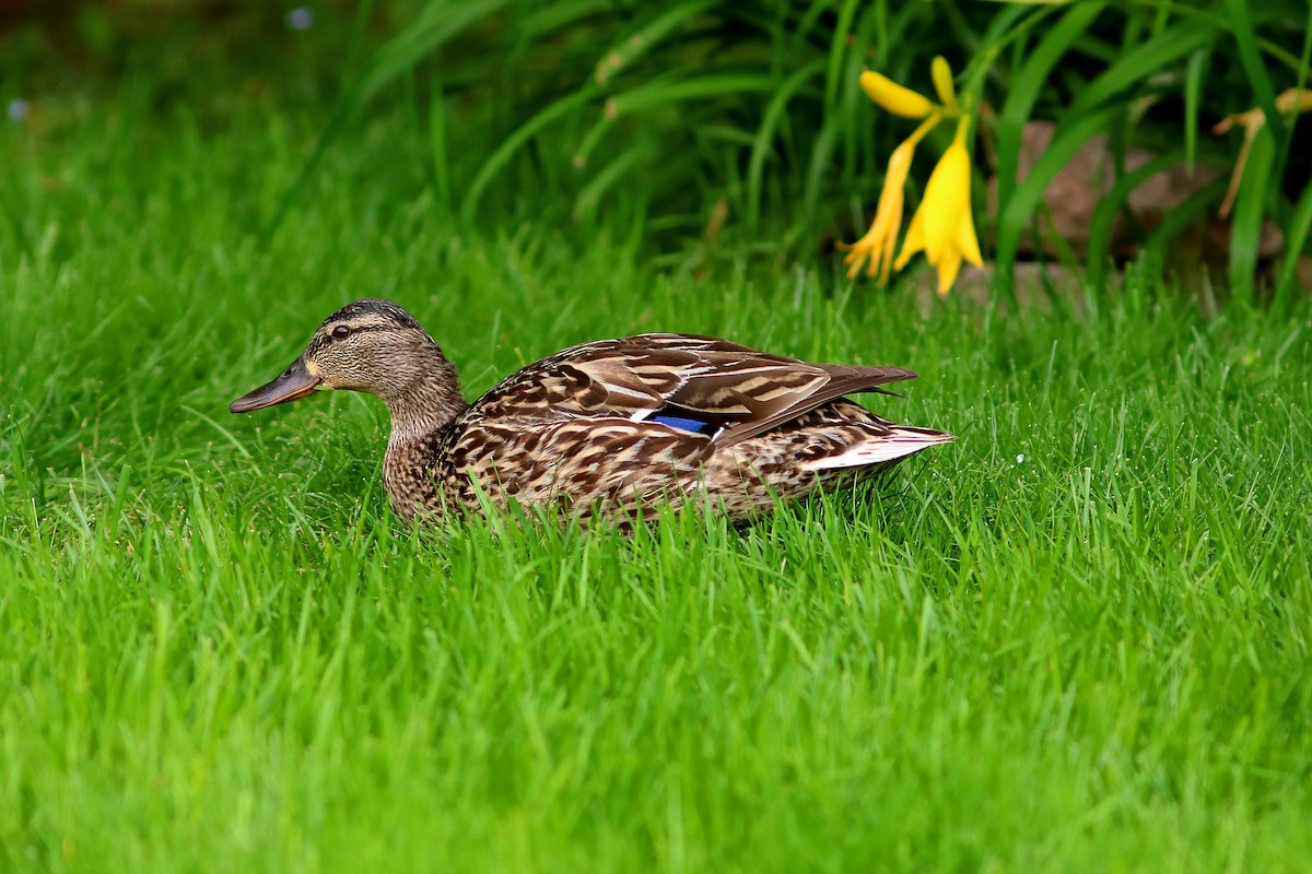 Mallard - Ron and Linda (Tozer) Johnston