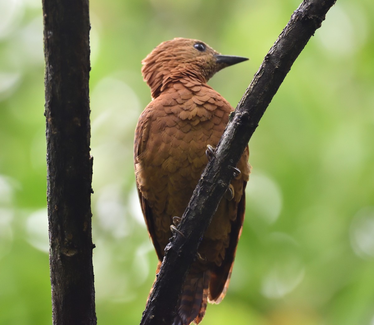 Rufous Woodpecker - ML166590511