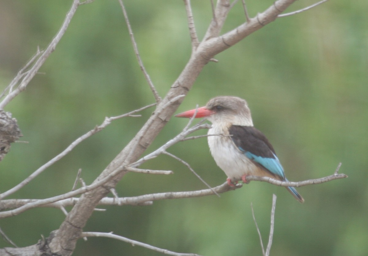 Brown-hooded Kingfisher - ML166590571