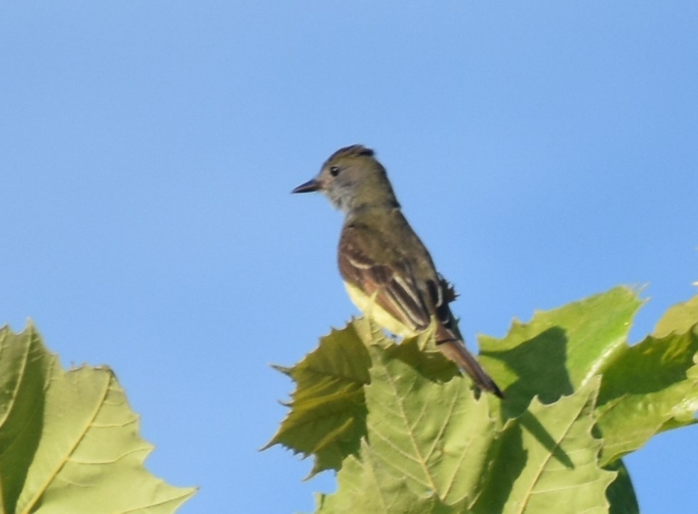 Great Crested Flycatcher - ML166590701