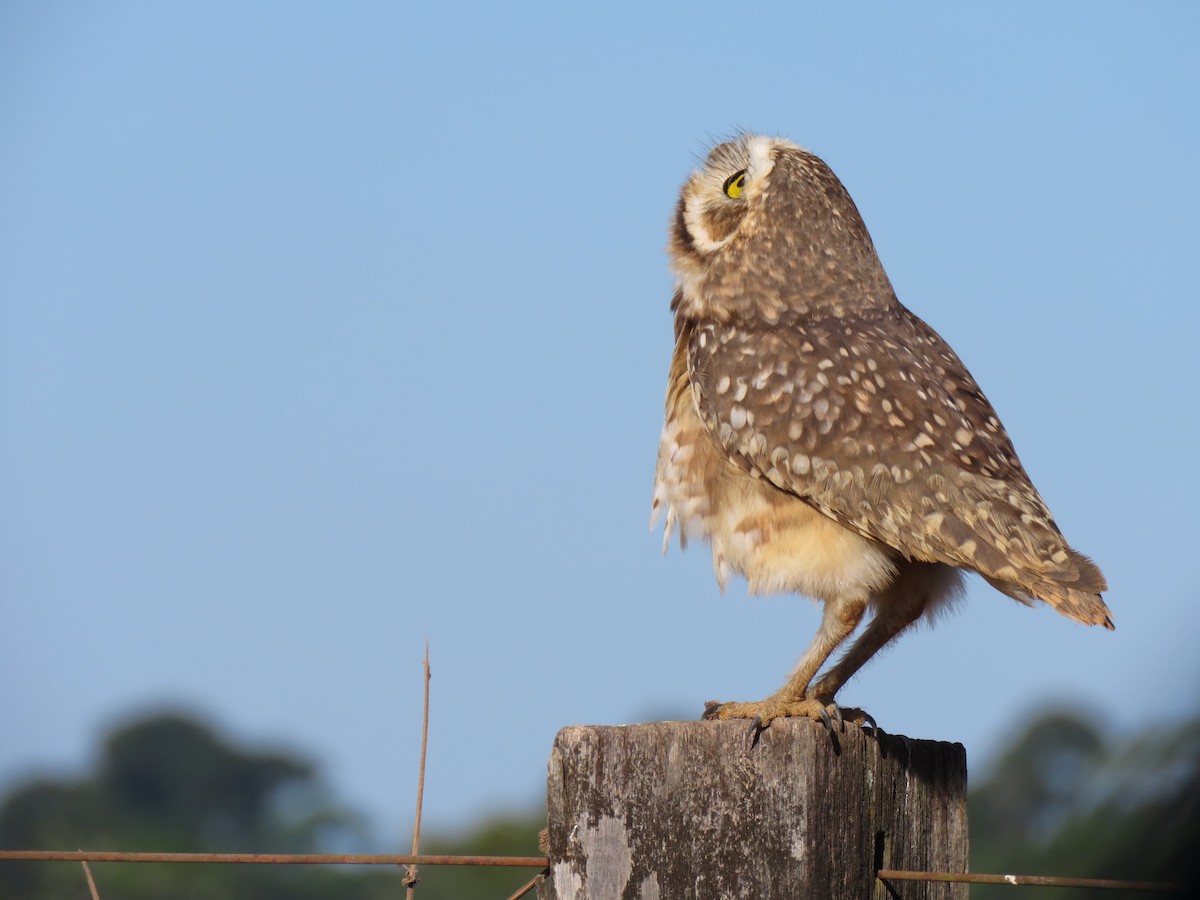 Burrowing Owl - ML166591841