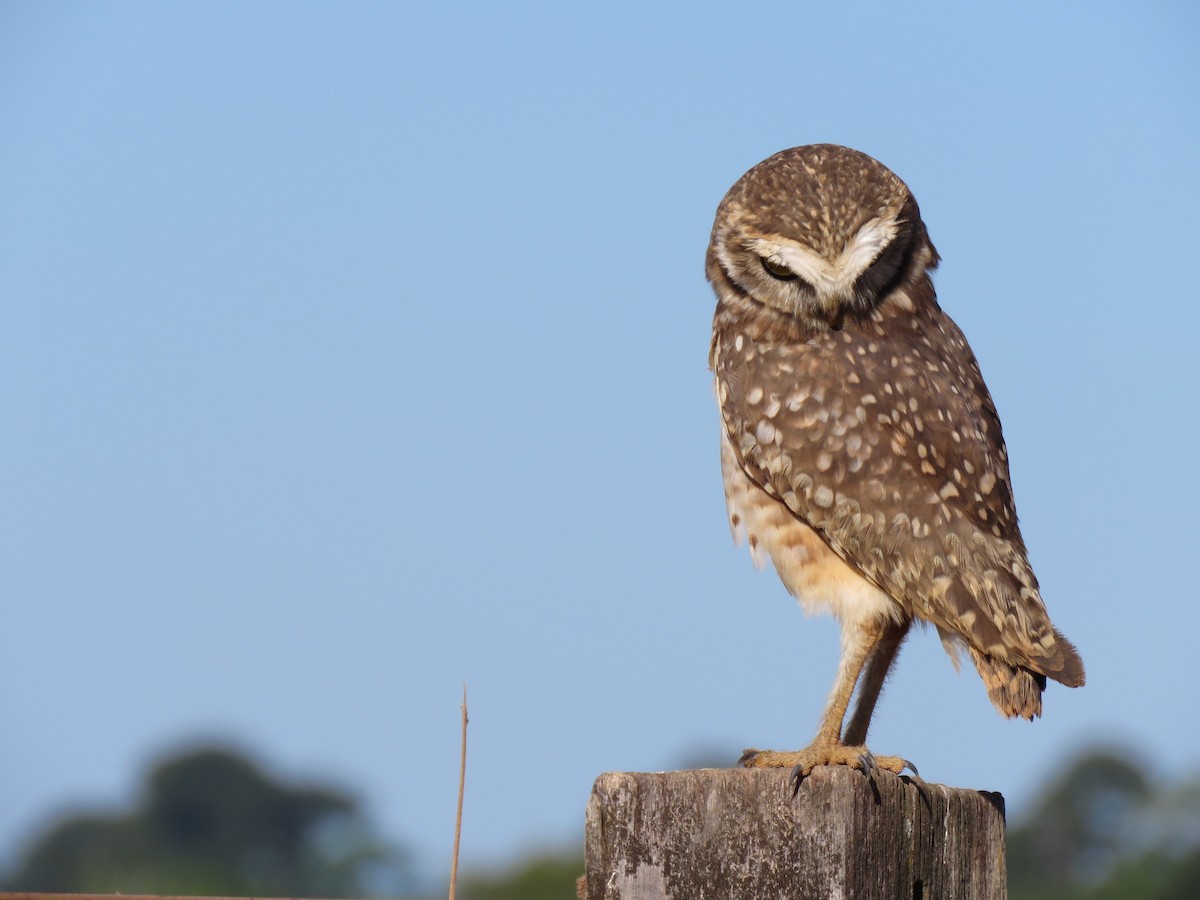 Burrowing Owl - ML166591981
