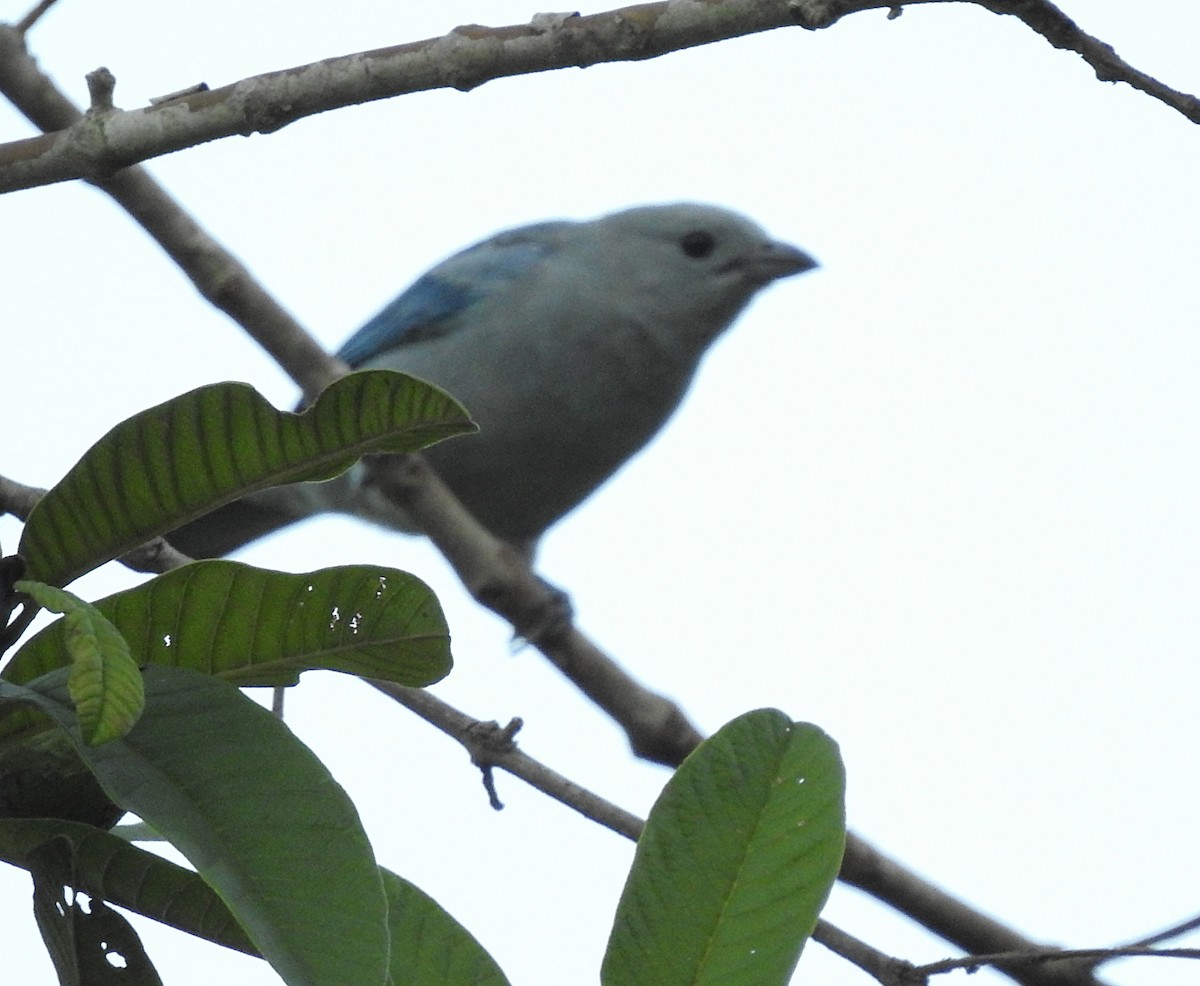 Sayaca Tanager - ML166592161