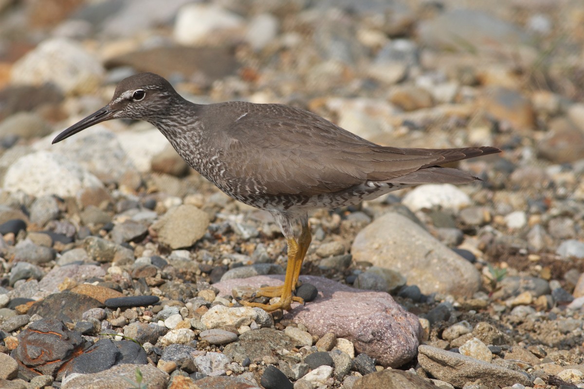 Wandering Tattler - Gary Brunvoll