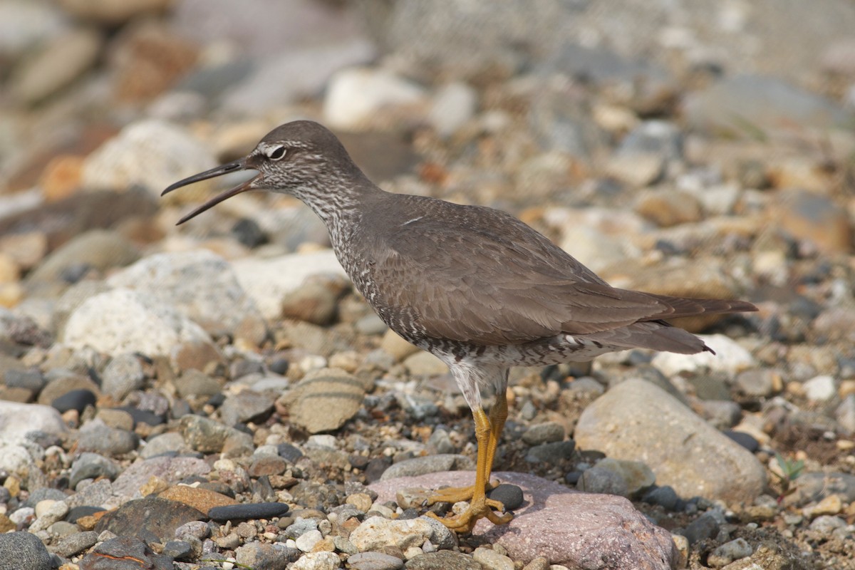 Wandering Tattler - ML166592201