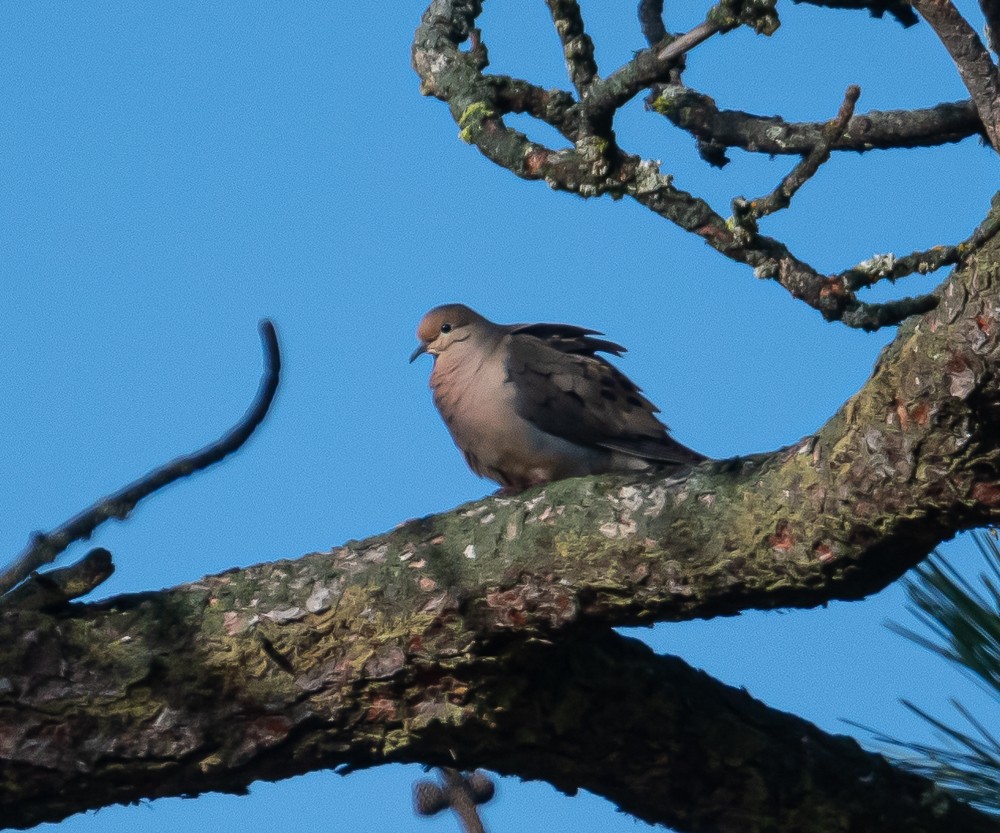 Mourning Dove - ML166593061