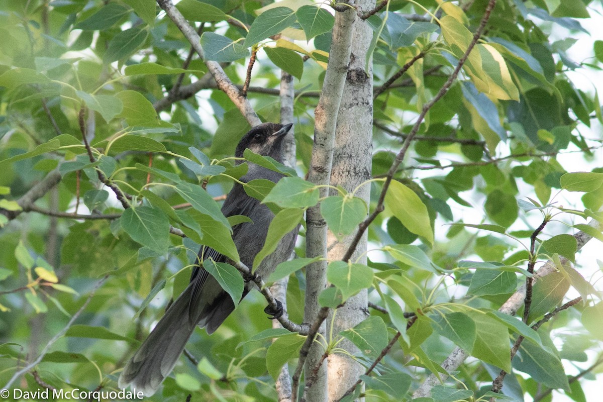 Canada Jay - ML166594371