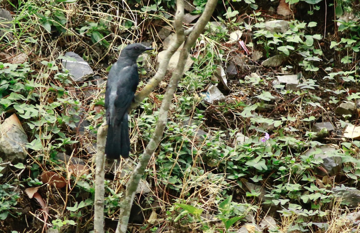Gray-bellied Cuckoo - ML166594781