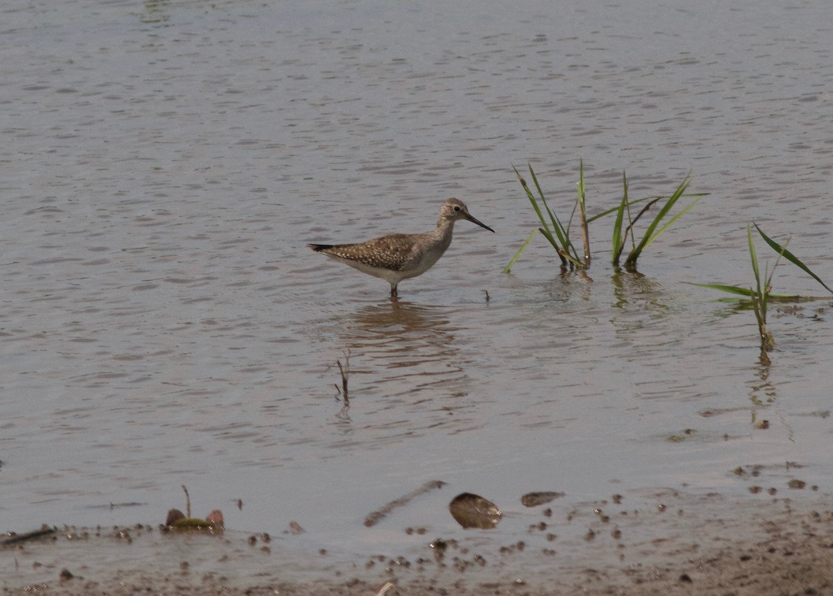 Solitary Sandpiper - ML166595231