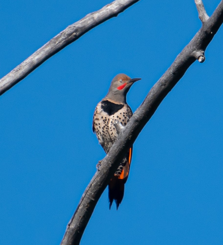 Northern Flicker (Red-shafted) - ML166595581