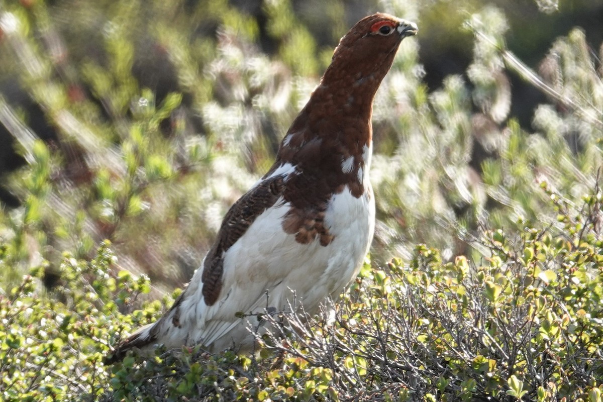 Willow Ptarmigan - Mark Robbins