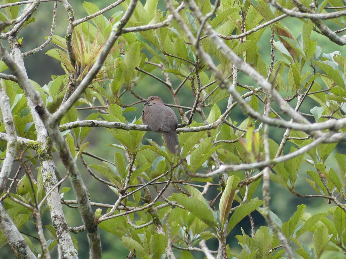 Maroon-chested Ground Dove - ML166598241