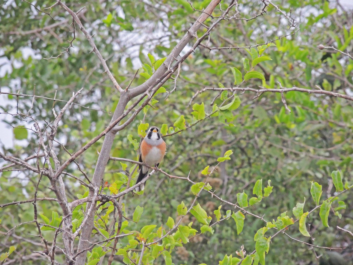 Many-colored Chaco Finch - María Teresa González García