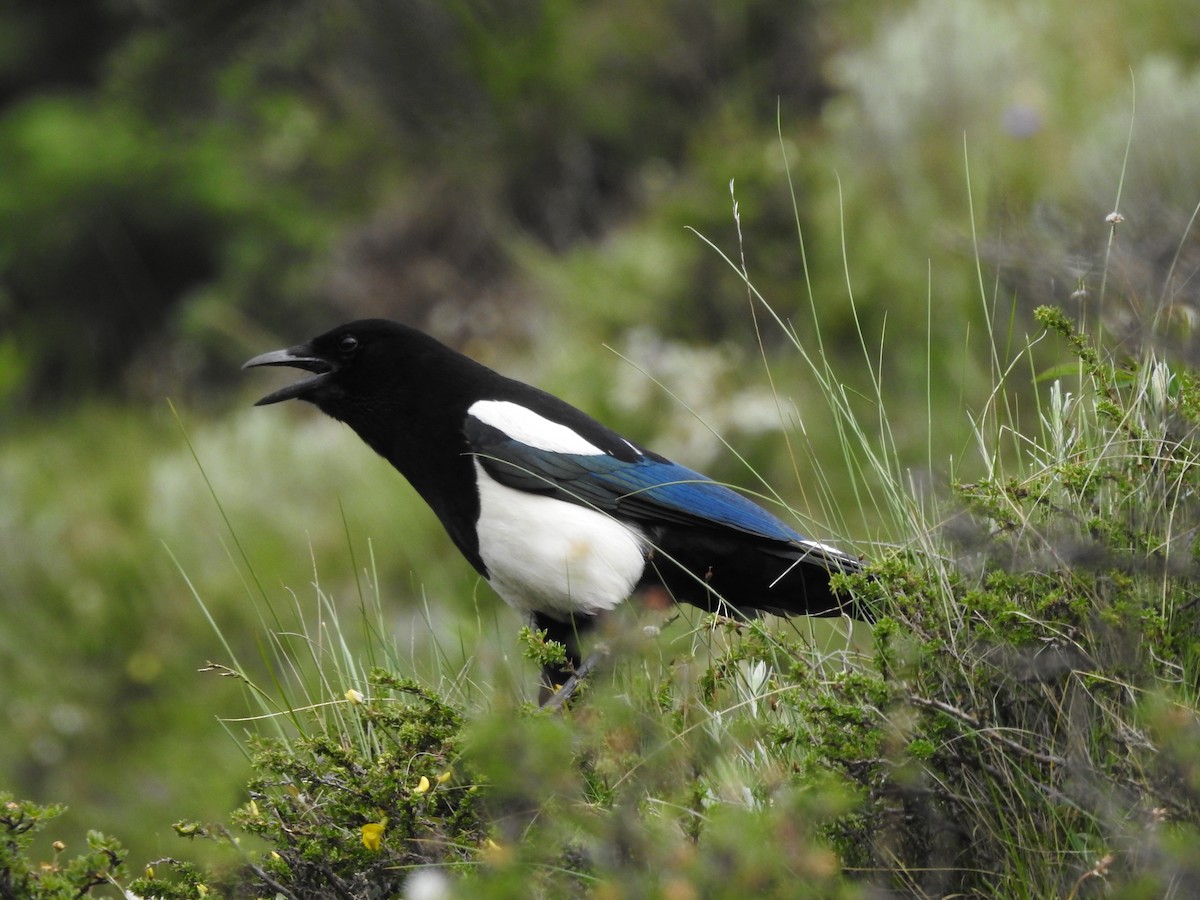 Black-rumped Magpie - ML166599261