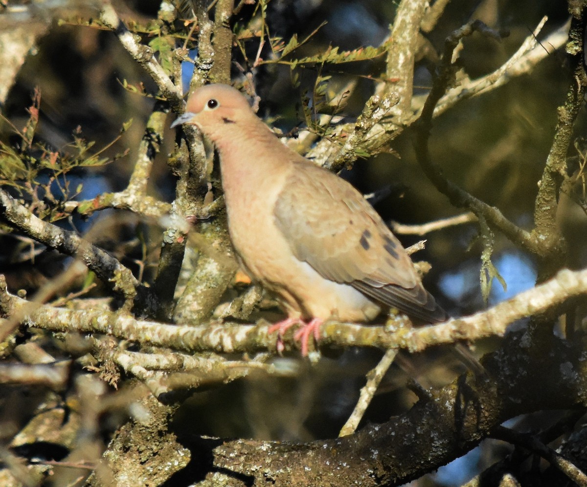 Eared Dove - ML166599681