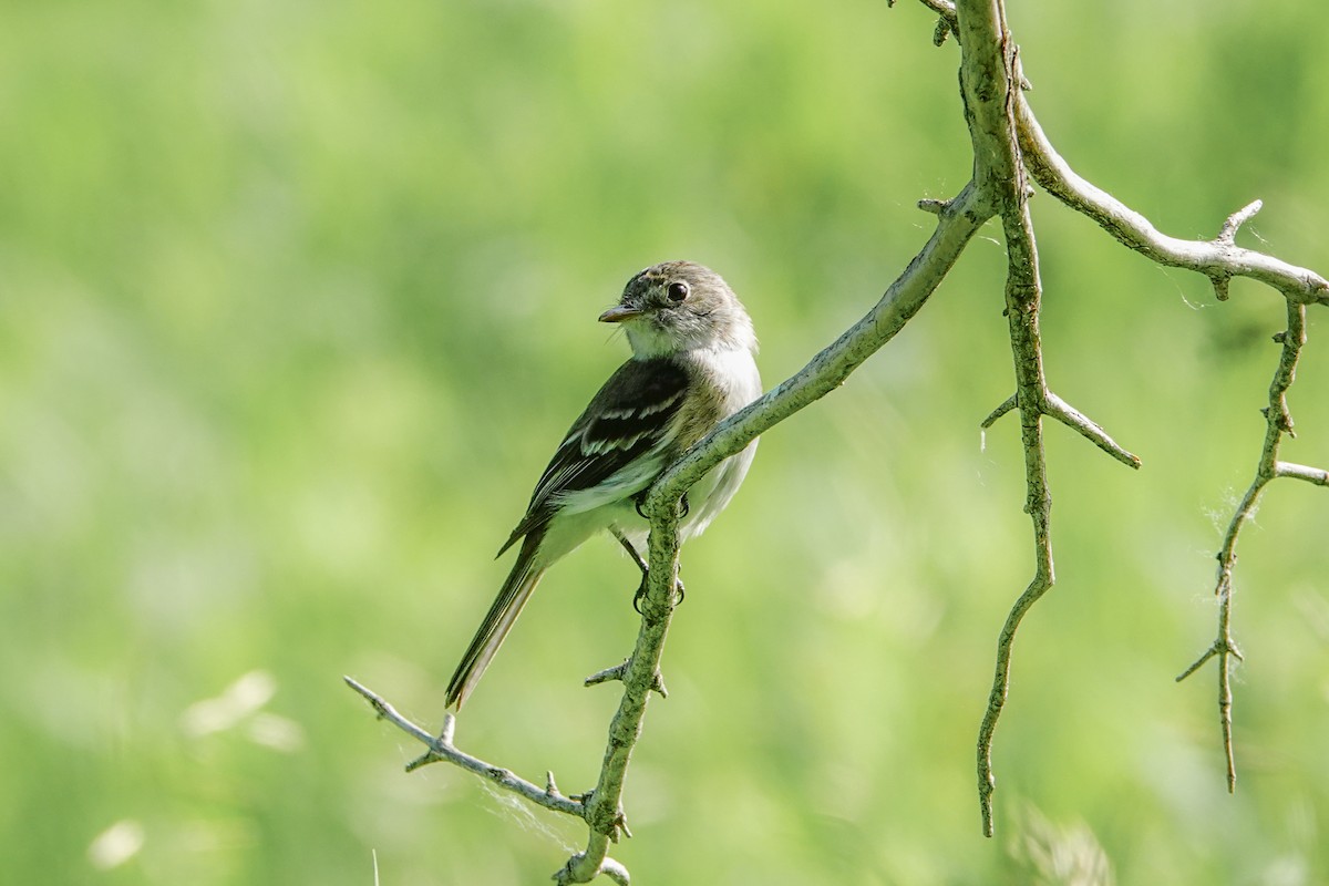 Alder Flycatcher - ML166602681