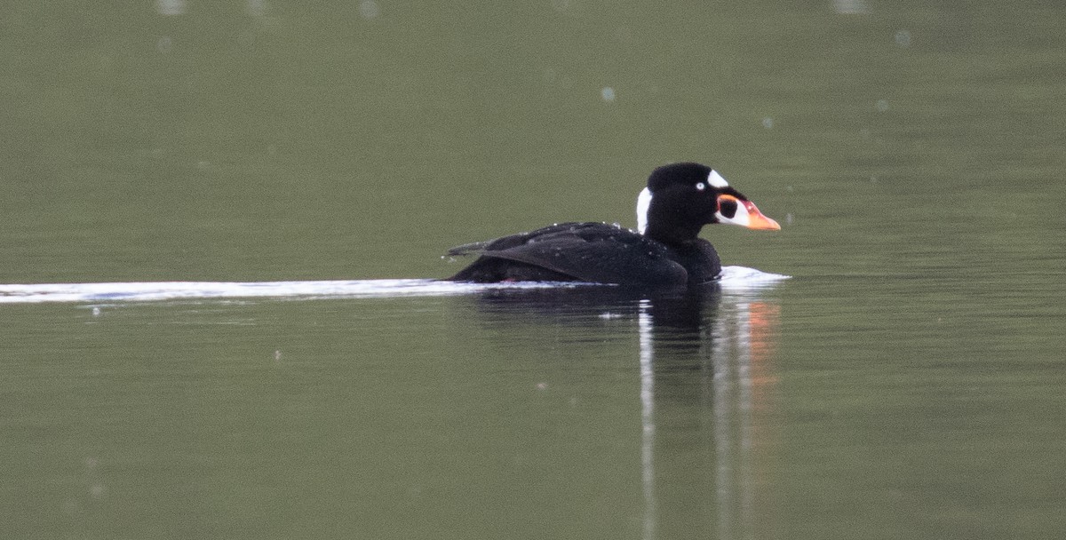 Surf Scoter - ML166604161