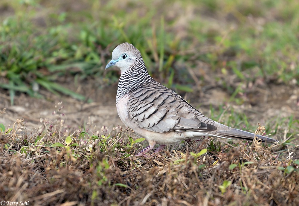 Peaceful Dove - ML166604261