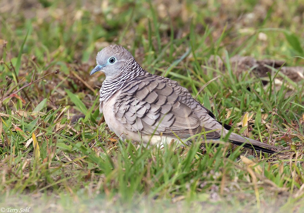 Peaceful Dove - ML166604271