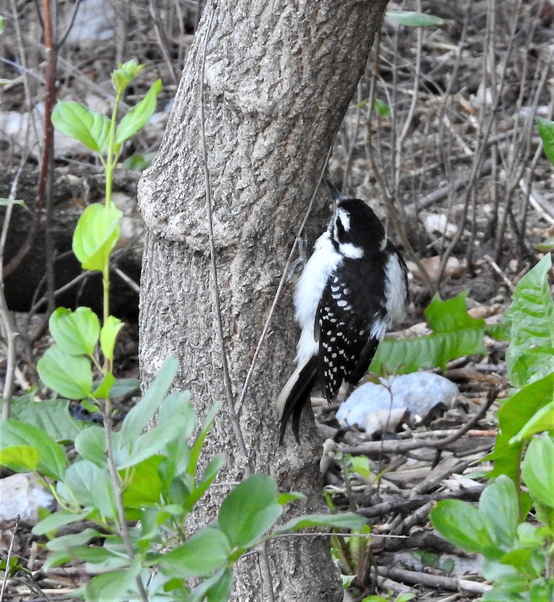 Hairy Woodpecker - ML166605281