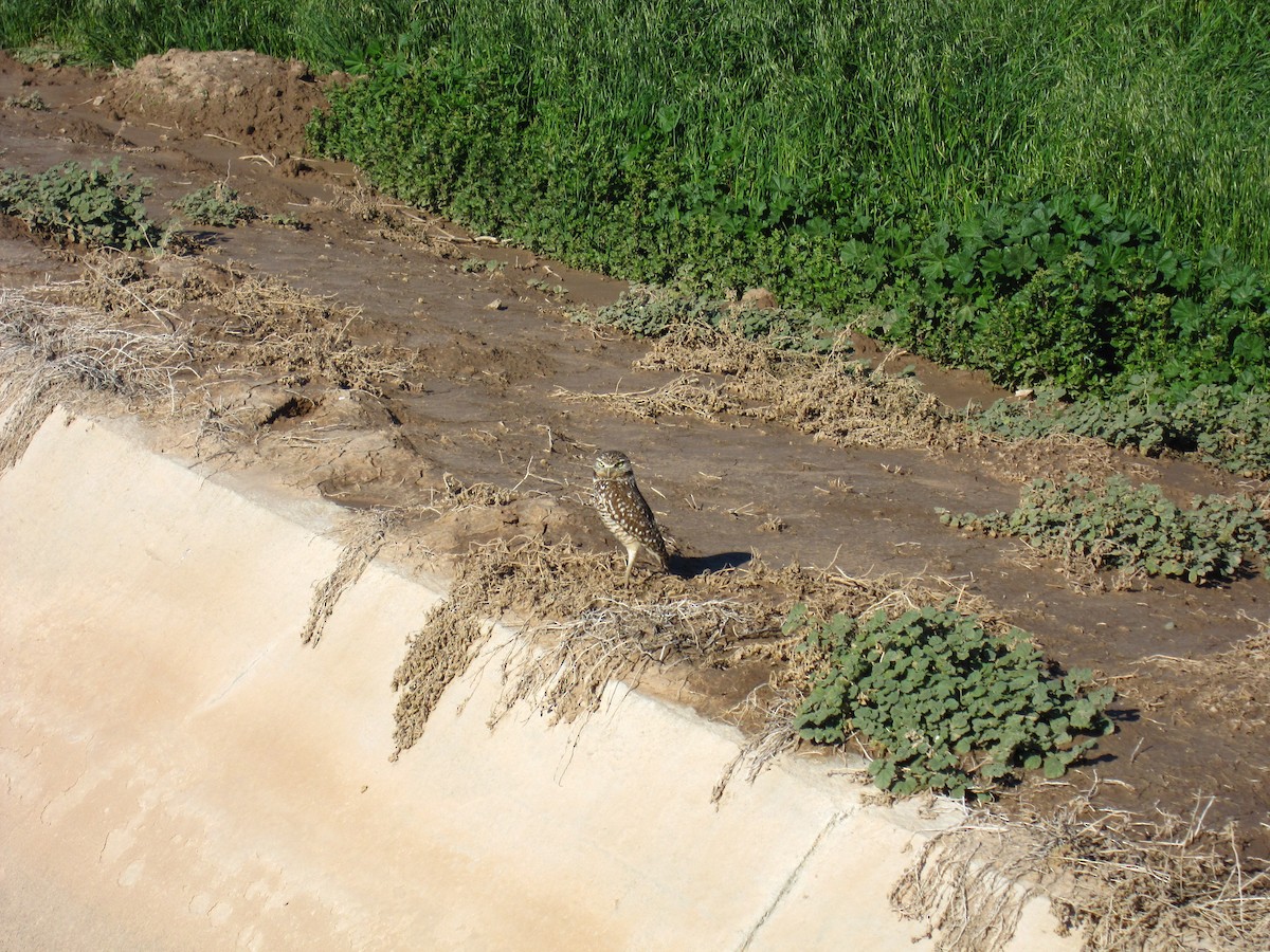 Burrowing Owl - Chris Morris