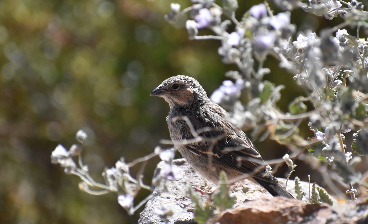 Mourning Sierra Finch - ML166606091