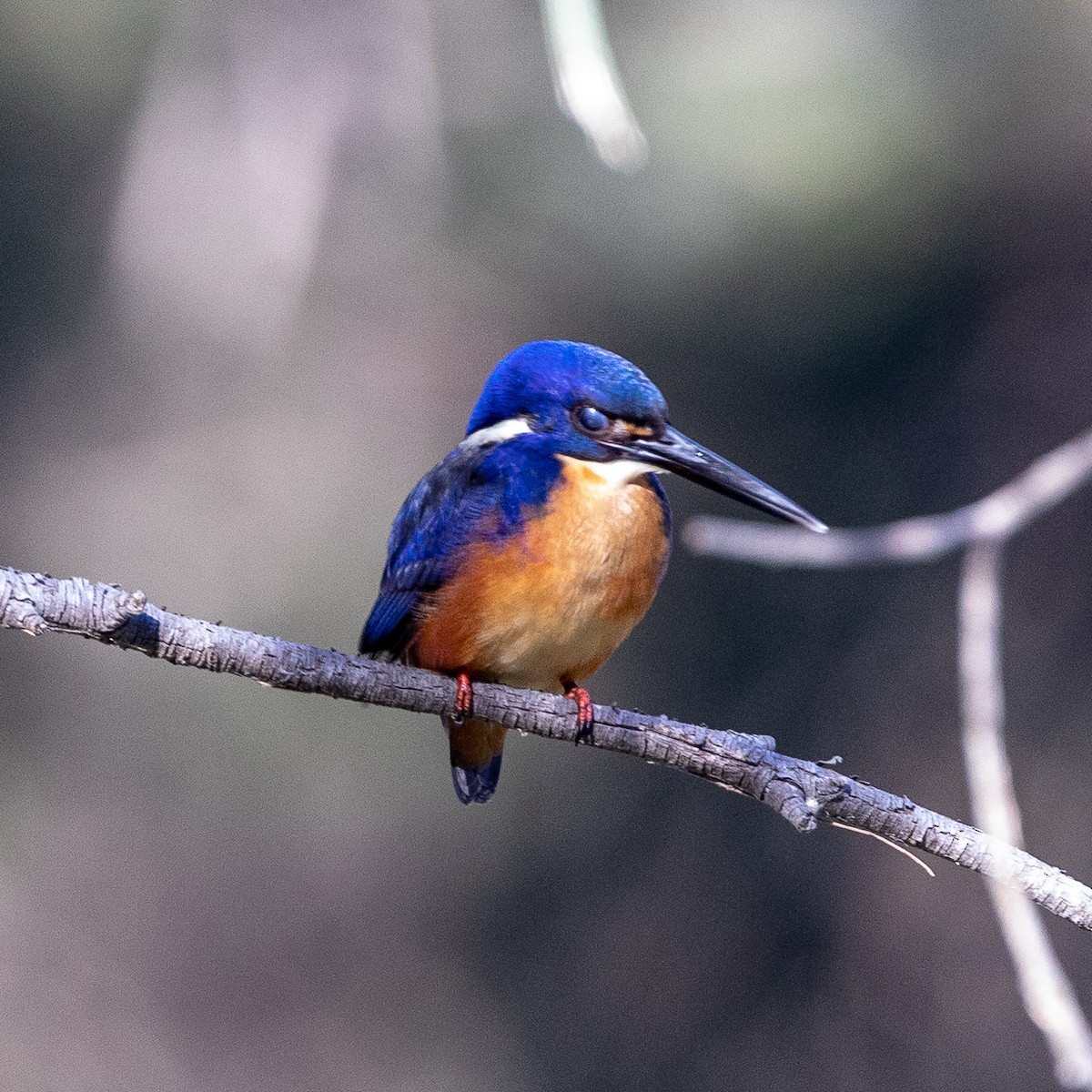 Azure Kingfisher - ML166606241