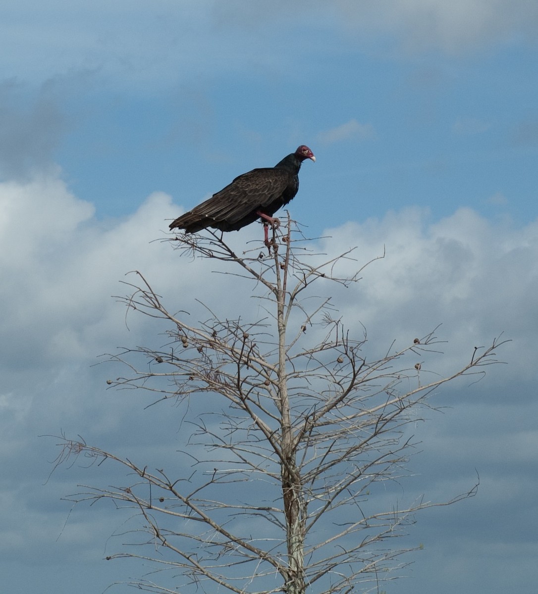 Turkey Vulture - Moses Michelsohn