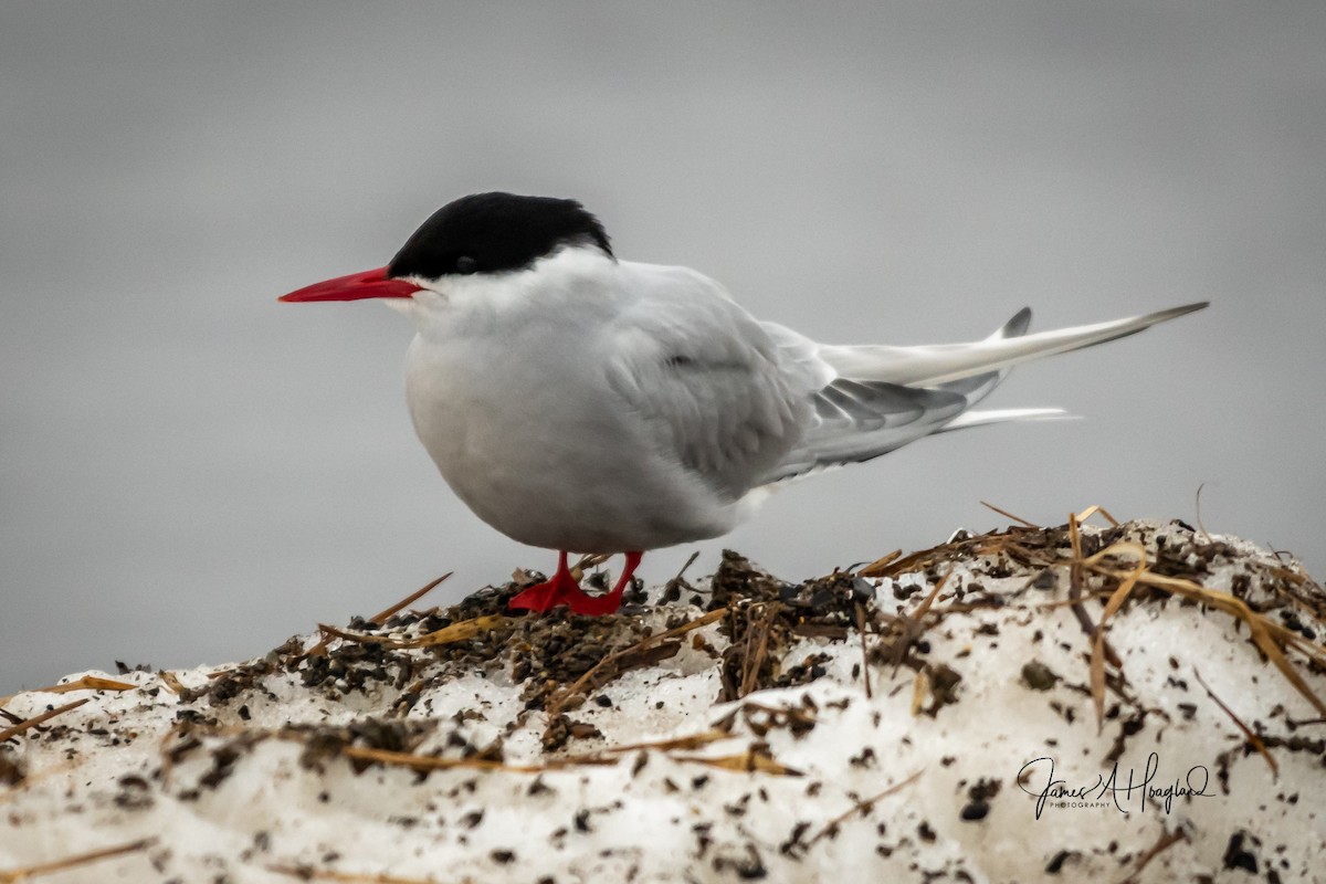 Arctic Tern - James Hoagland