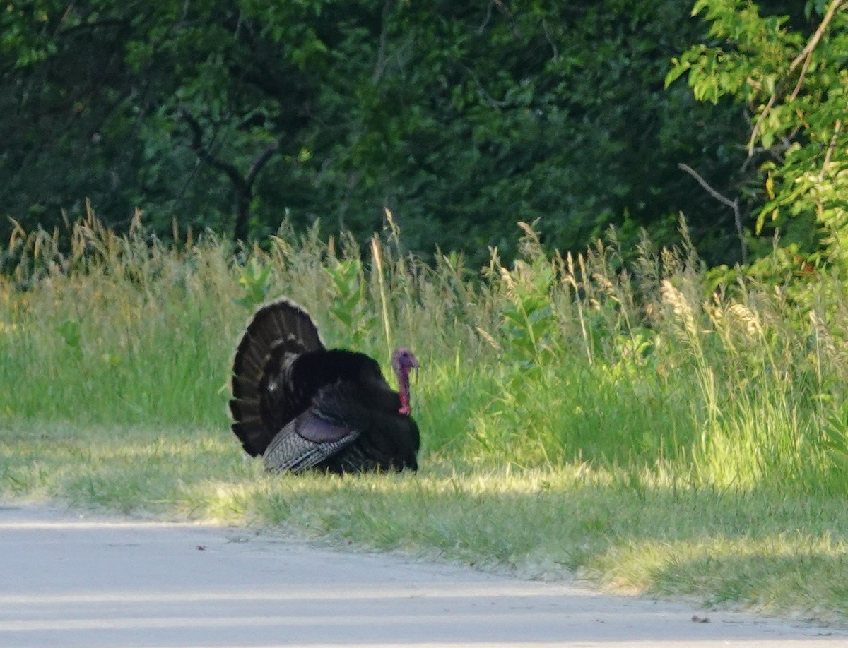 Wild Turkey - Larry Theller