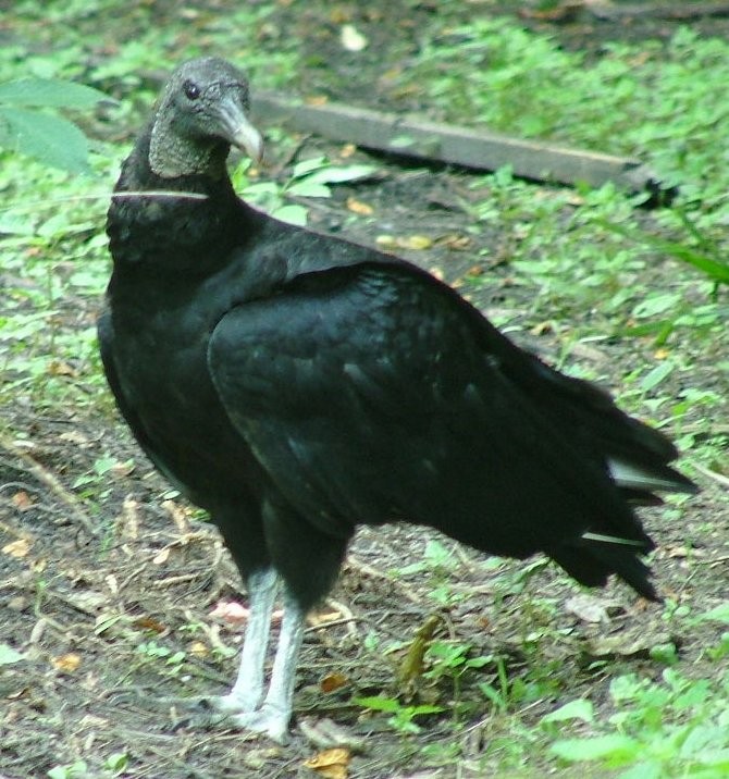 Black Vulture - ML166609091