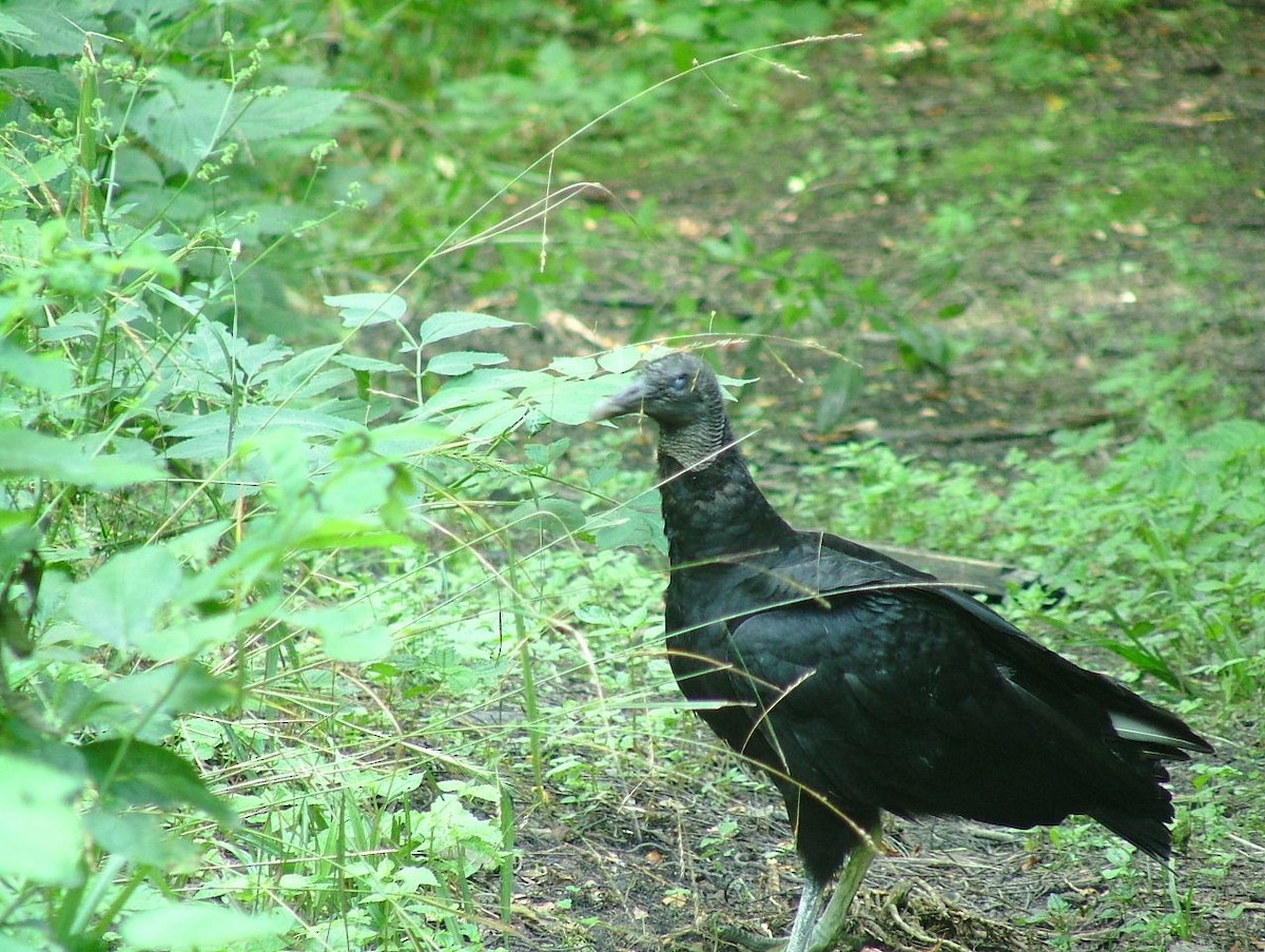 Black Vulture - ML166609131