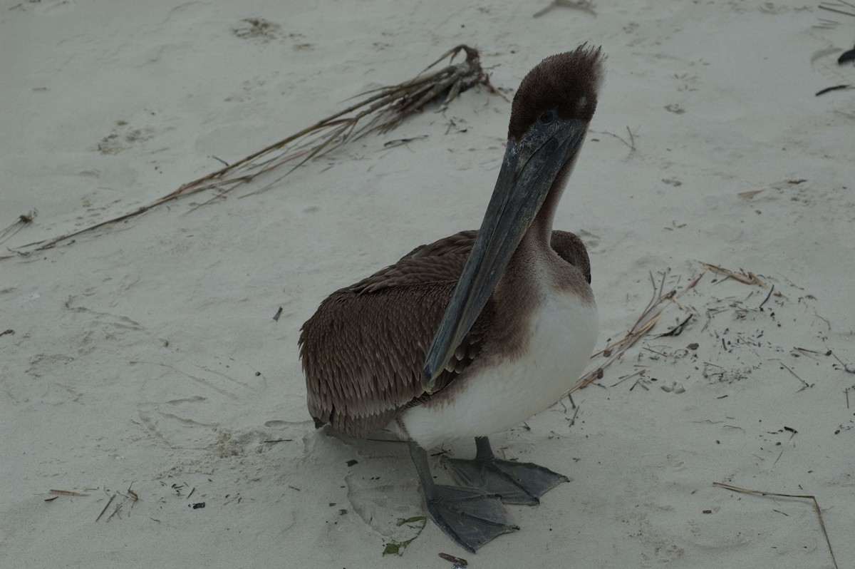 pelikán hnědý - ML166609191