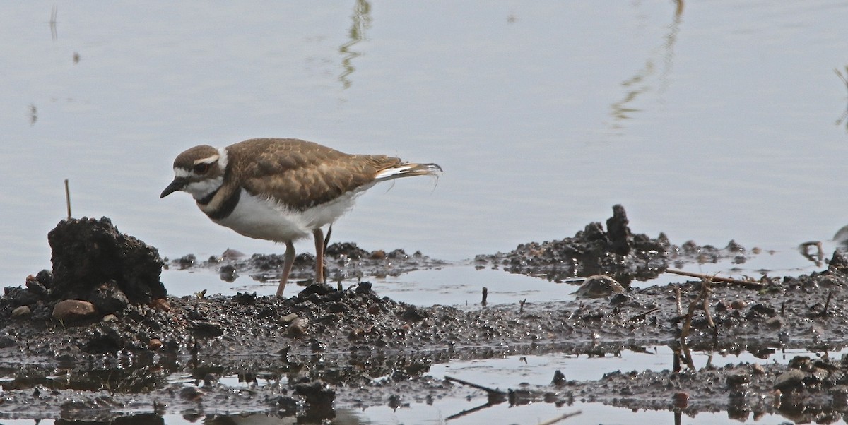 Killdeer - Bob Bidney