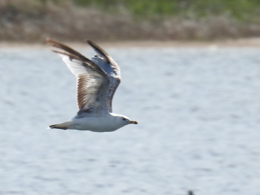 Ring-billed Gull - ML166611991