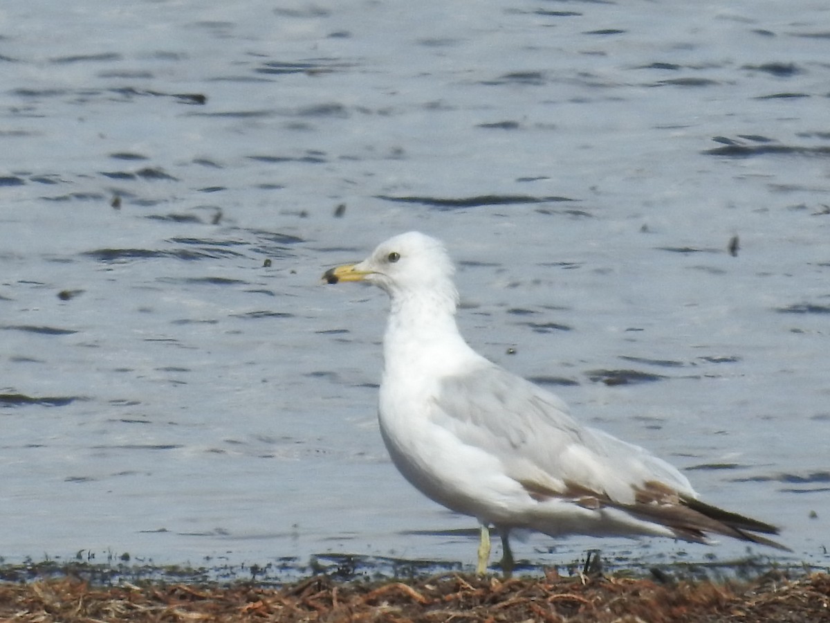 Ring-billed Gull - ML166612001