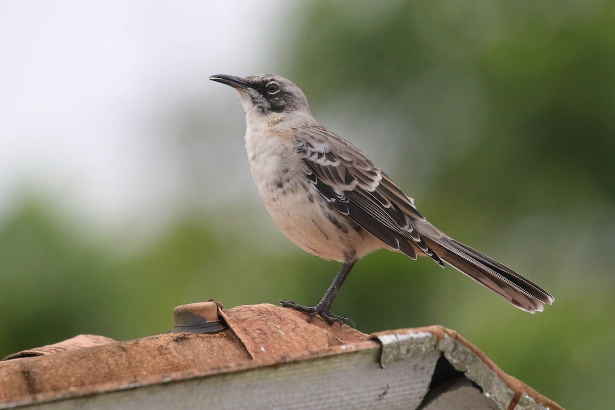 San Cristobal Mockingbird - ML166613121