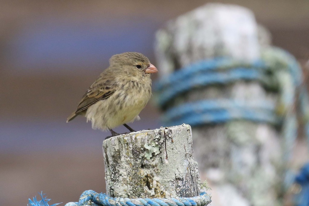 Small Tree-Finch - ML166613181