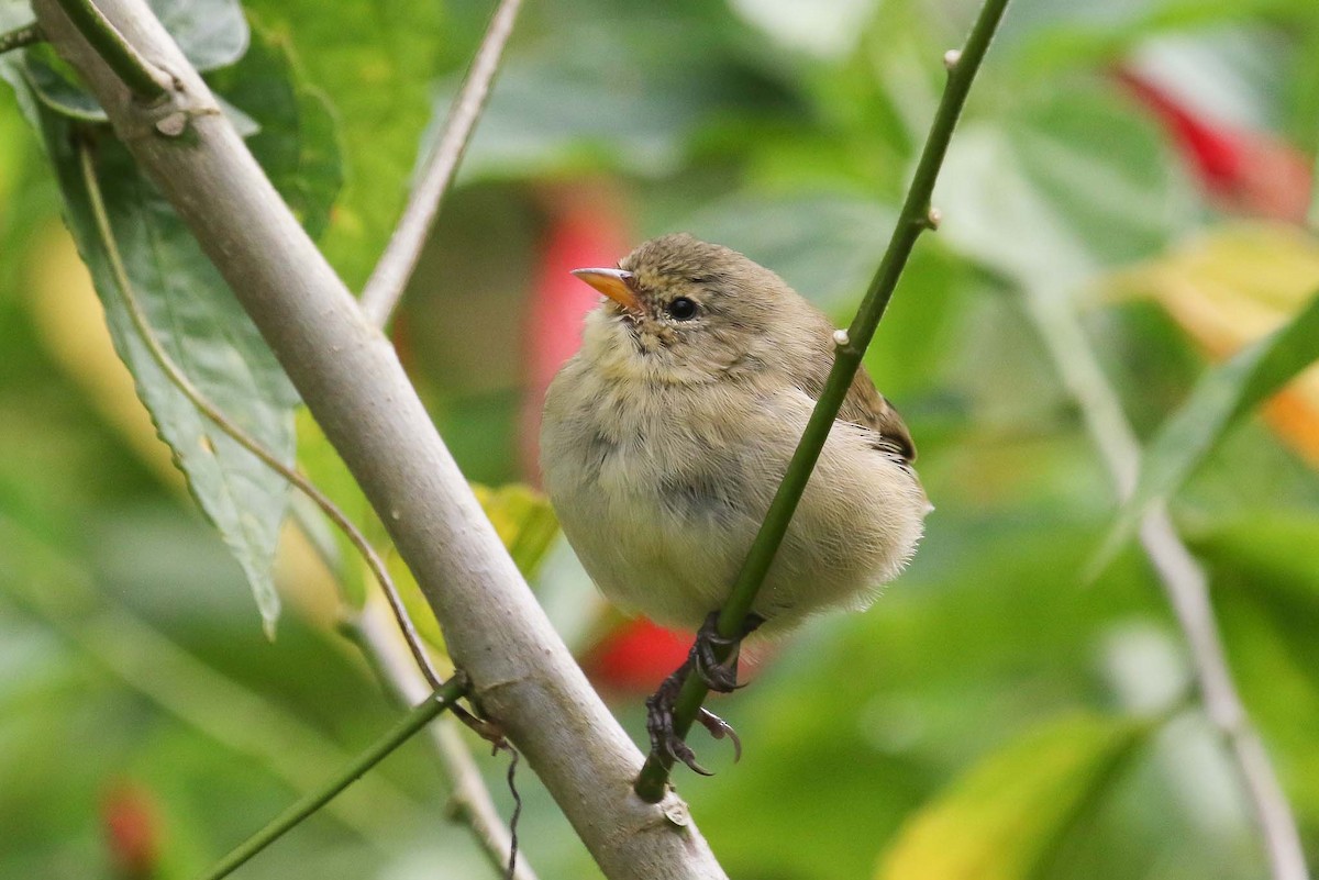 Gray Warbler-Finch - Michael O'Brien