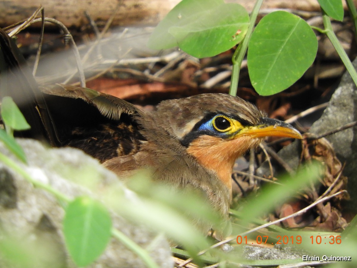 Lesser Ground-Cuckoo - Oscar Efraín Quiñónez Reyes