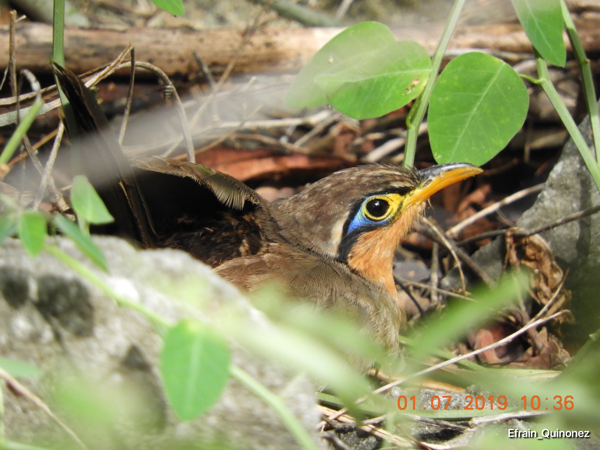 Lesser Ground-Cuckoo - ML166613981